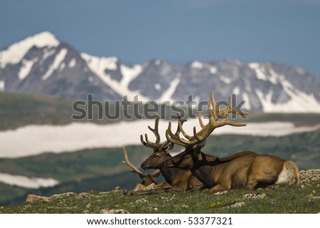 Deers against snowy mountains