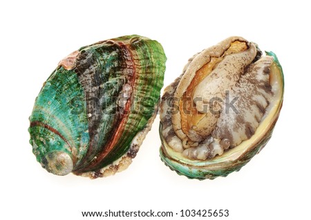 Raw Abalone