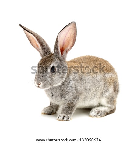 grey rabbit on a white background - stock photo grey rabbit on a white background - stock photo