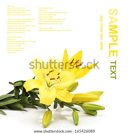 yellow lilies isolated on white background