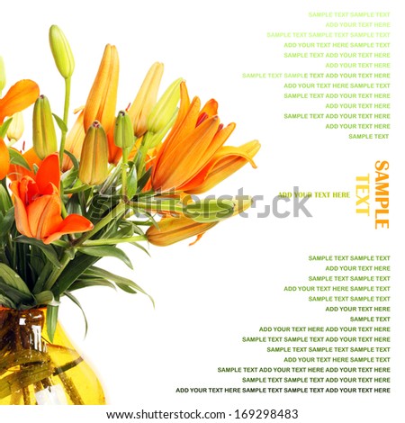 yellow lilies isolated on white background