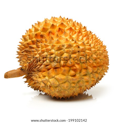 Durian fruit in south east asia, the king of fruits on white background