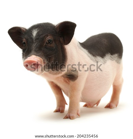 Cute black small-eared pig on white background