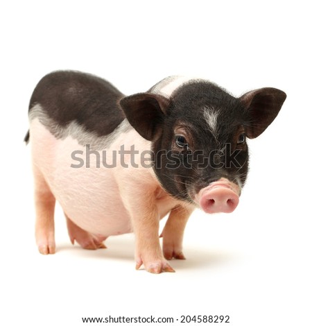 Cute black small-eared pig on white background