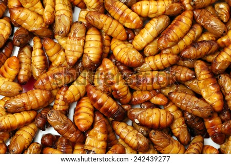 Silkworm pupae background
