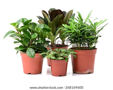 home plant in pot on white background