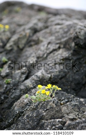 little blooming plant on a large rock at the beach