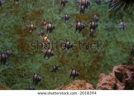 Group of fishes in a sea water aquarium