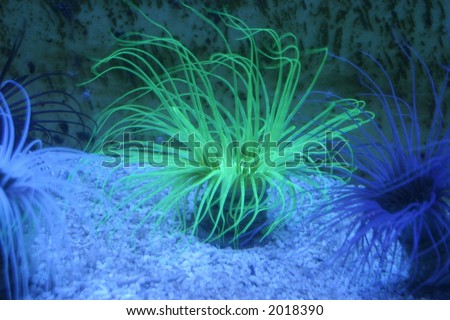 Beautiful green anemone on the ground of an sea water aquarium