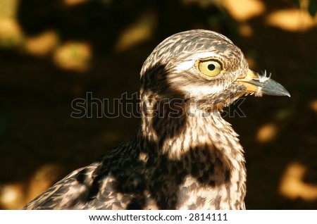 Brown camouflaged ratite bird in the forest illuminated by bright sunlight