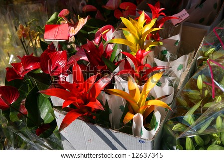 blooming flowers in a carton box on a florist booth at a spring flea market