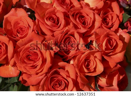 deep red colored roses at a florist booth on a spring flea market