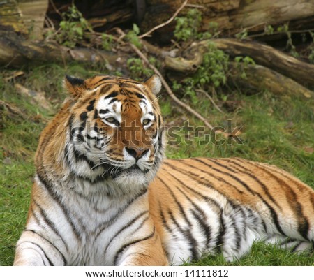 majestic tiger lying in the grass and watching the area