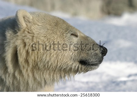 profile of an ice bear dreaming in the winter sun