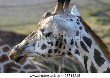 close up of a giraffe head in the early morning sun
