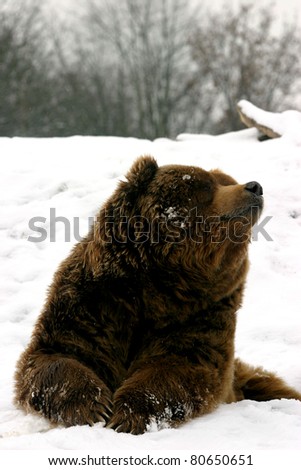 huge brown bear resting in the snow during a cold winter day