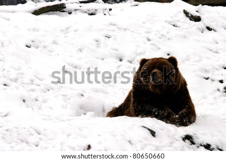 huge brown bear resting in the snow during a cold winter day