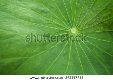 Marco photo of lotus\'s leaf