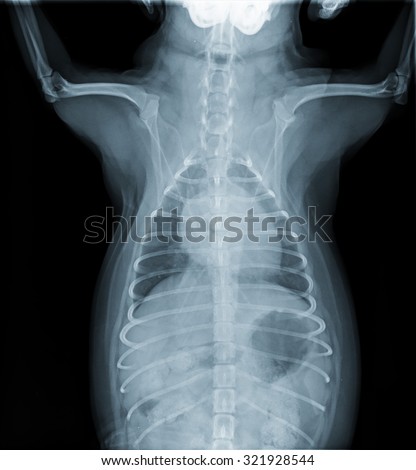 X-Ray scan of Pomeranian dog