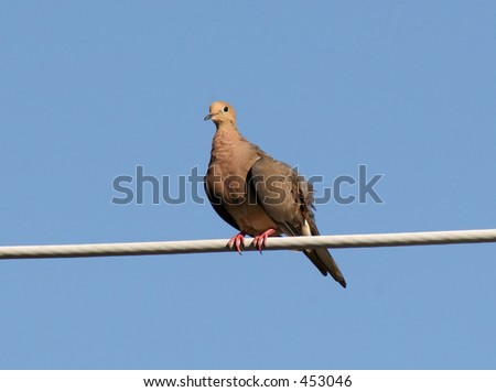 Mourning dove on a power line against blue sky.  Room for logos and captions.