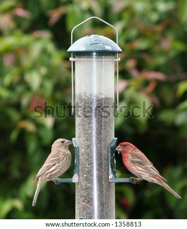 two finches feeding from bird feeder in backyard stock two finches feeding from bird feeder in backyard stock