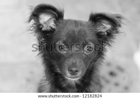 Black and white photo of a long haired chihuahua puppy