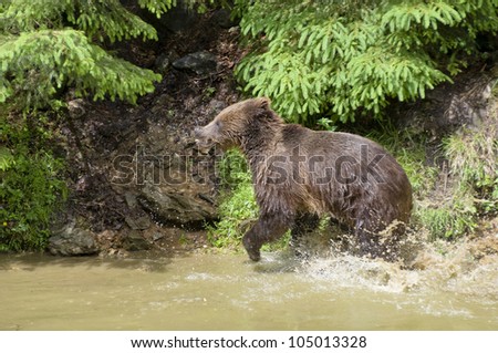 Brown bear cup running through the water