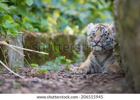 Tiger cub playing around (Panthera tigris)