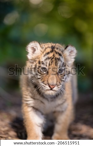 Tiger cub playing around (Panthera tigris)