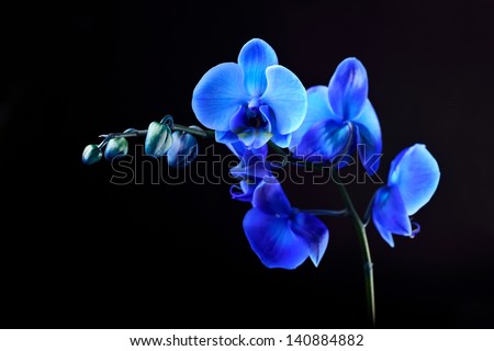 Blue orchid flower on black  background