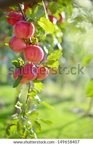 Red Apples On Apple Tree Branch