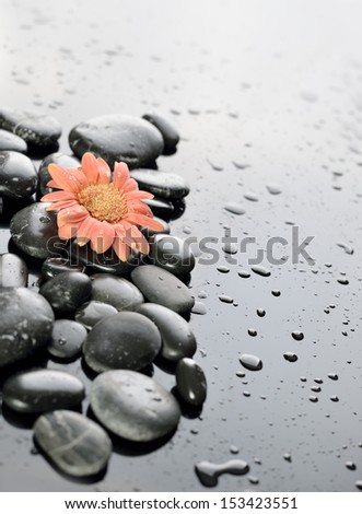 Background of a spa with stones, and gerber flower. Water drops.
