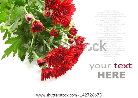 red chrysanthemum isolated on white