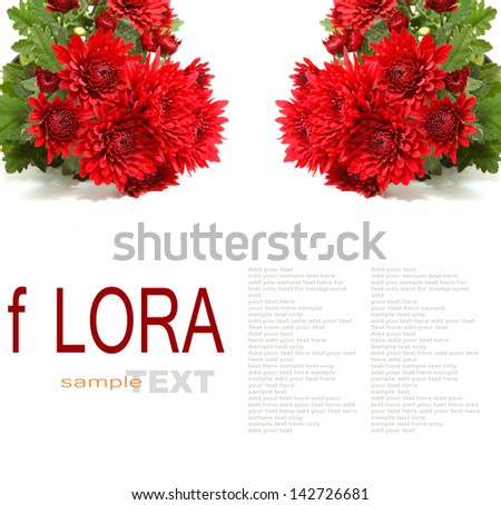 red chrysanthemum isolated on white