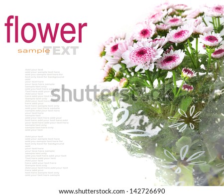 purple chrysanthemum flowers  wrapped in gift transparent beg isolated on white
