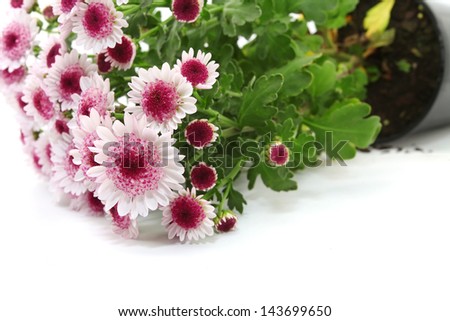 purple chrysanthemum flowers isolated on white