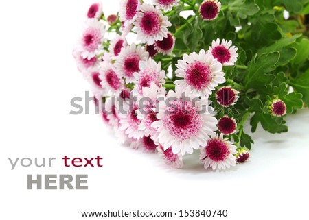purple chrysanthemum flowers isolated on white