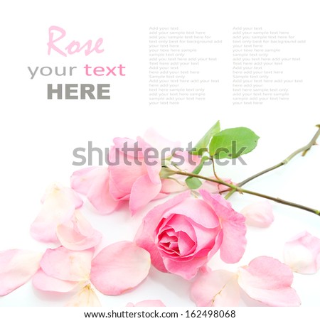 Pink Rose And Petals Isolated On White Background