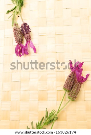 French lavender on the square texture