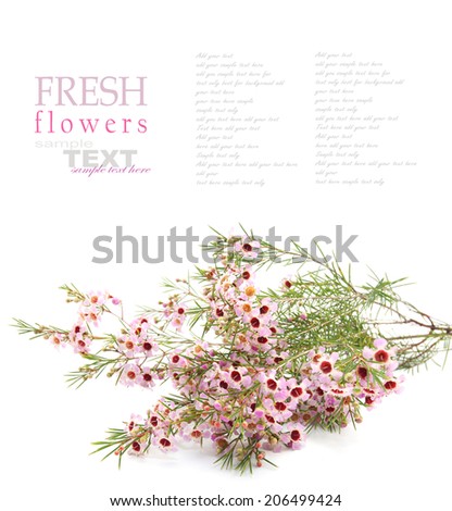 Australian native wild flower pink Geraldton Wax, chameleucium uncinatum isolated on white