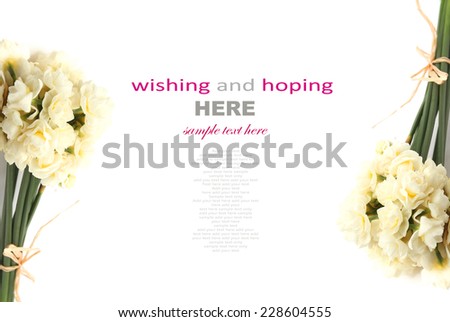 White Colored Erlicheer Daffodil or Daffodil Flowers on white background Good for wedding background use