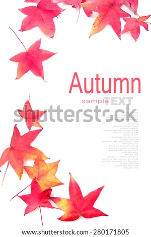 Red Maple leaf isolated on white background with copy space