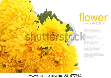 Yellow Chrysanthemum flower on a white background