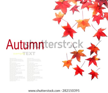 Red Maple leaf isolated on white background with copy space