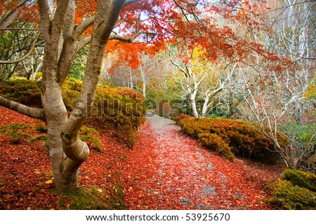 Red Japanese Maple Tree in Autumn Scenery