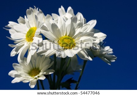 White Daisy On Pure Blue Sky Background