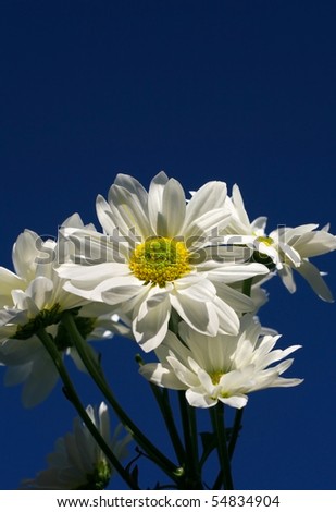 White Daisy On Pure Blue Sky Background