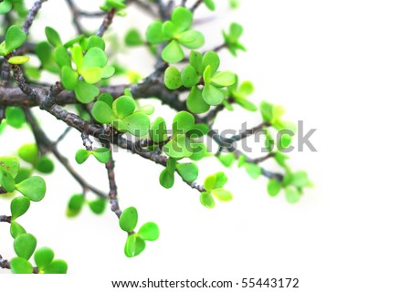 Jade Plant isolated with white background