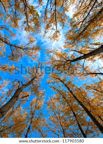 Forest / Forest low angle shot / Tall trees / Trees / Autumn