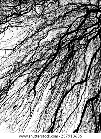 Autumn trees / Crossed Branches / Trees silhouette / Isolated tree